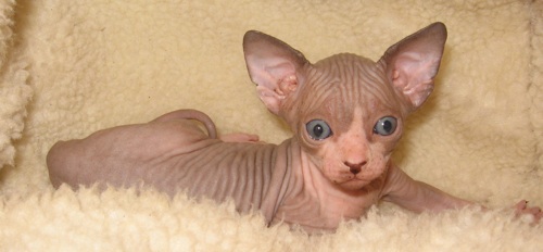 Reserved- Boy kitten, sphynx cats- Magical Purr